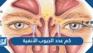 كم عدد الجيوب الأنفية الموجودة في جسم الإنسان وما اشهر امراضها