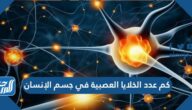 كم عدد الخلايا العصبية في جسم الإنسان