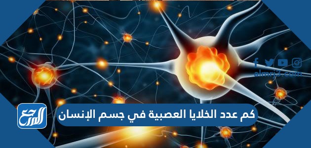 كم عدد الخلايا العصبية في جسم الإنسان