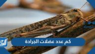 كم عدد عضلات الجرادة
