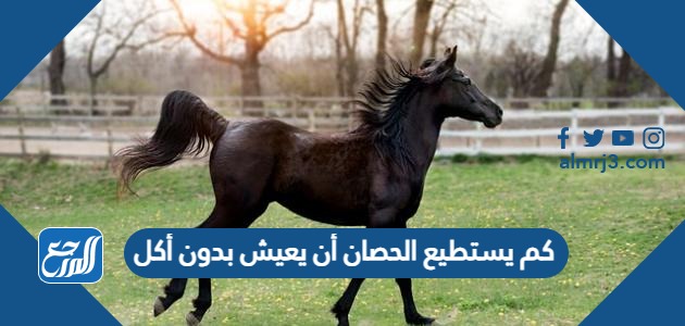 كم يستطيع الحصان أن يعيش بدون أكل