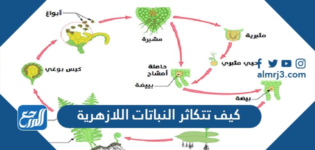 كيف تتكاثر النباتات اللازهرية