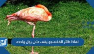 لماذا طائر الفلامنجو يقف على رجل واحده