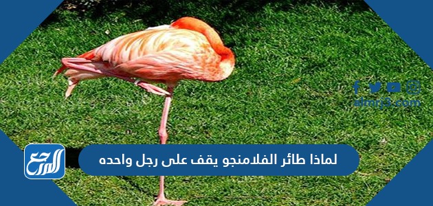 لماذا طائر الفلامنجو يقف على رجل واحده