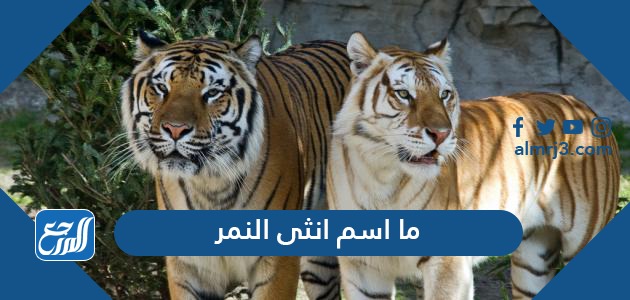 ما اسم انثى النمر