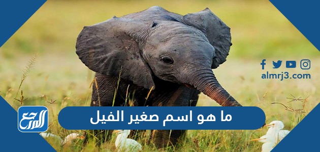 ما هو اسم صغير الفيل