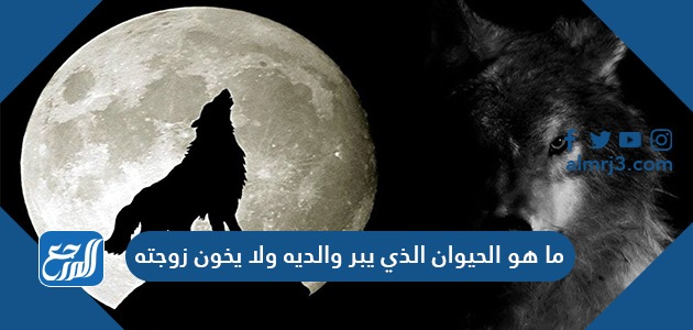 ما هو الحيوان الذي يبر والديه ولا يخون زوجته