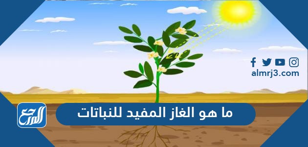 ما هو الغاز المفيد للنباتات