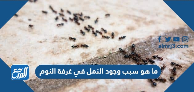 ما هو سبب وجود النمل في غرفة النوم