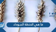 ما هي الحنطة السوداء