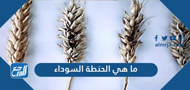 ما هي الحنطة السوداء