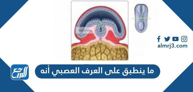 ما ينطبق على العرف العصبي أنه