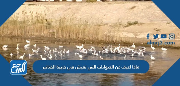 ماذا اعرف عن الحيوانات التي تعيش في جزيرة الفناتير