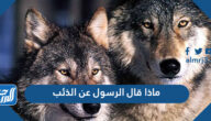 ماذا قال الرسول عن الذئب