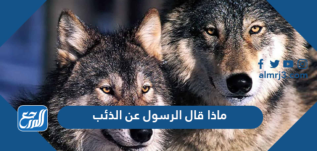 ماذا قال الرسول عن الذئب