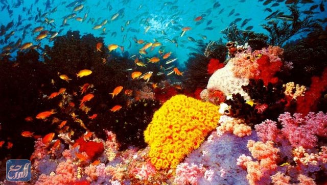 أشهر المحميات الطبيعية في السعودية