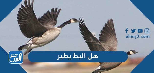 هل البط يطير