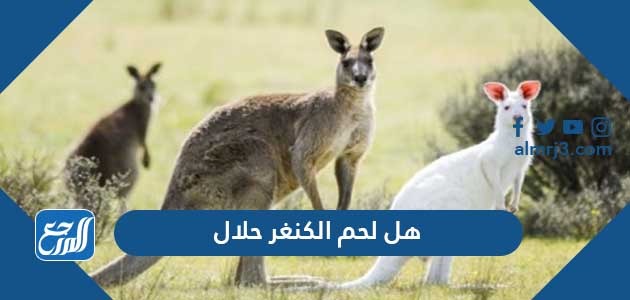 هل لحم الكنغر حلال