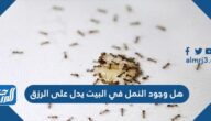 هل وجود النمل في البيت يدل على الرزق