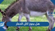 هل يجوز اكل الحمار