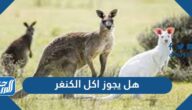 هل يجوز اكل الكنغر ، هل اكل الكنغر حلال أم حرام