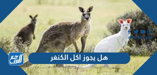 هل يجوز اكل الكنغر