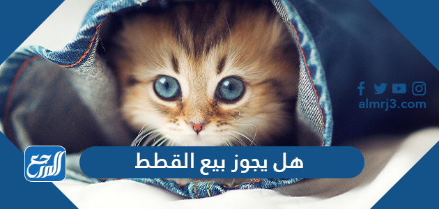 هل يجوز بيع القطط