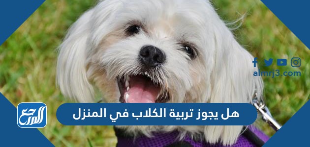 هل يجوز تربية الكلاب في المنزل