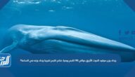 يزداد وزن مولود الحوت الأزرق حوالي ٩٠ كلجم يوميا، فكم كلجم تقريبا يزداد وزنه في الساعة؟