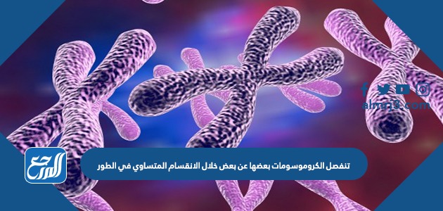 تنفصل الكروموسومات بعضها عن بعض خلال الانقسام المتساوي في الطور موقع المرجع