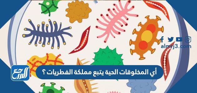 أي المخلوقات الحية يتبع مملكة الفطريات ؟