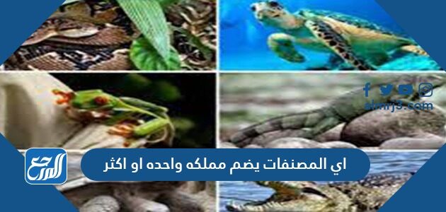 أي المصنفات يضم مملكة واحدة أو أكثر