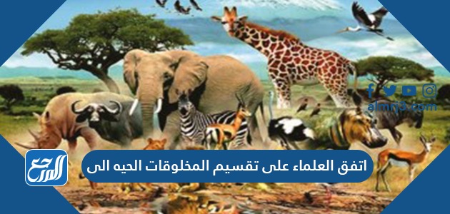 اتفق العلماء على تقسيم الكائنات الحية إلى