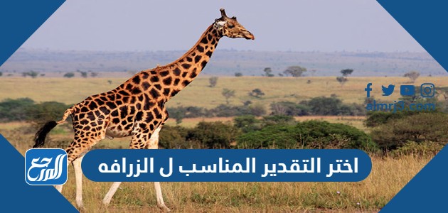 اختر التقدير المناسب ل الزرافه