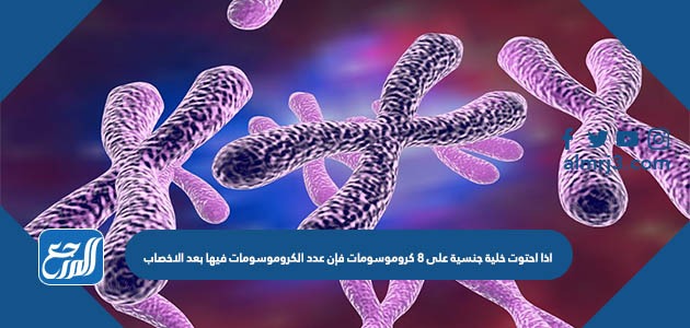 اذا احتوت خلية جنسية على 8 كروموسومات فإن عدد الكروموسومات فيها بعد الاخصاب