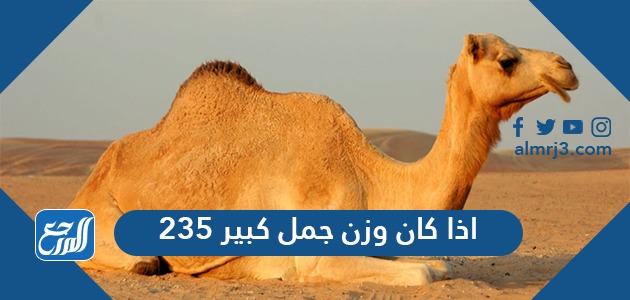 اذا كان وزن جمل كبير 235