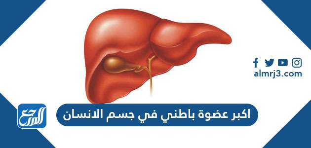 اكبر عضوة باطني في جسم الانسان
