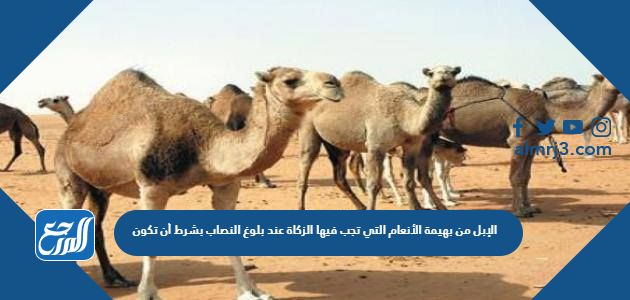 الإبل من بهيمة الأنعام التي تجب فيها الزكاة عند بلوغ النصاب بشرط أن تكون