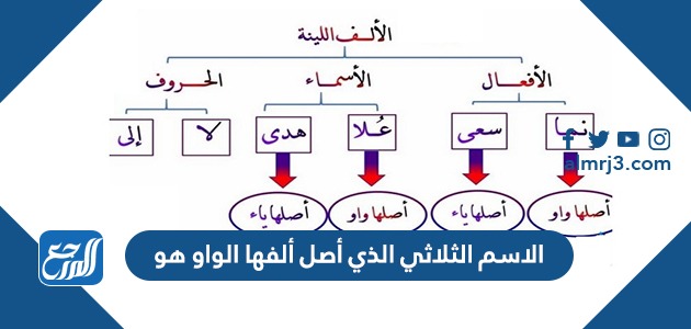 الاسم الثلاثي الذي أصل ألفها الواو هو