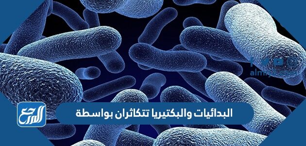 البدائيات والبكتيريا تتكاثران بواسطة