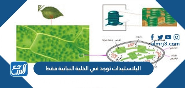 البلاستيدات توجد في الخلية النباتية فقط