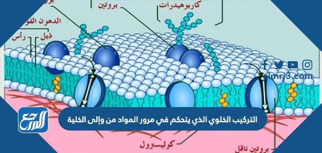 التركيب الخلوي الذي يتحكم في مرور المواد من وإلى الخلية