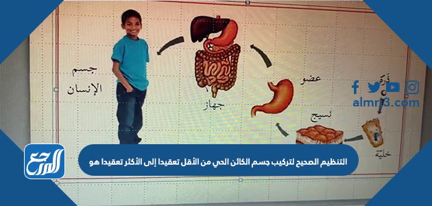 التنظيم الصحيح لتركيب جسم الكائن الحي من الأقل تعقيدا إلى الأكثر تعقيدا هو