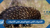 الثديات التي تضع البيض هي الثديات