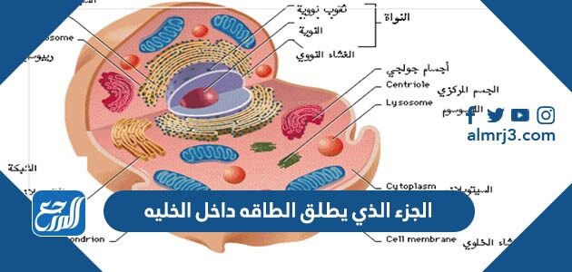 الجزء الذي يطلق الطاقه داخل الخليه