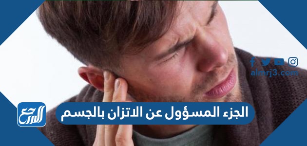 الجزء المسؤول عن الاتزان بالجسم