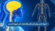 الجهاز الذي ينقل الرسائل والاشارات الى أجهزة الجسم الجهاز الذي ينقل الرسائل والاشارات الى أجهزة الجسم