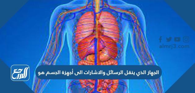 الجهاز الذي ينقل الرسائل والاشارات الى أجهزة الجسم هو