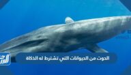 الحوت من الحيوانات التي تشترط له الذكاة