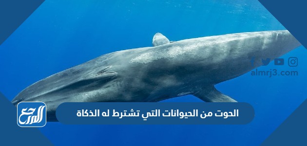 الحوت من الحيوانات التي تشترط له الذكاة